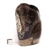 Septaria Forme Libre 15699