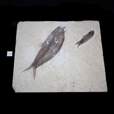 Poisson Fossile n°157