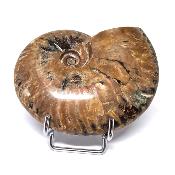 Ammonite Nacrée Entière 20339