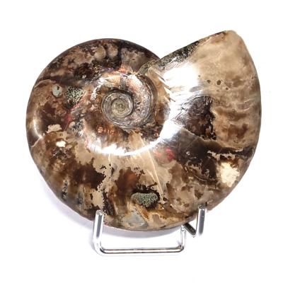 Ammonite Nacrée Entière 20341