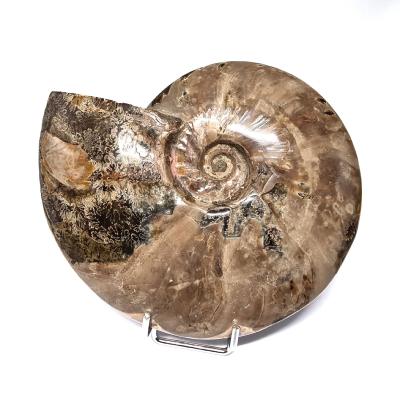 Ammonite Nacrée Entière 20348