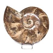Ammonite Nacrée Entière 20349