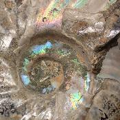 Ammonite sciée 2326