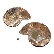 Ammonite sciée 2329