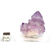 Cristal Cactus Brute 2731