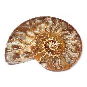 Ammonite sciée 3043