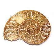 Ammonite sciée 3044