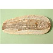Poisson Fossile - Rhacolepsis Speciosus (Brésil)