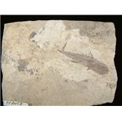 Poisson Fossile - Dapalis Macrurus (France)
