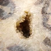 Septaria Forme Libre 05108