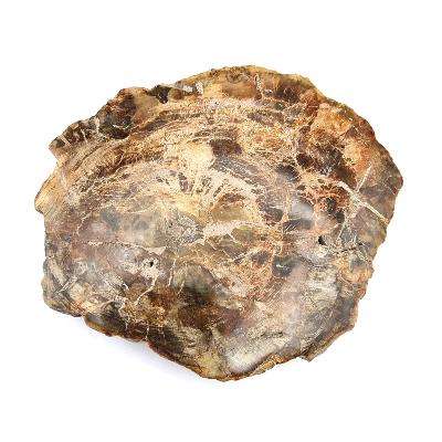 Bois Fossile Plaque 14439