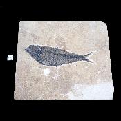 Poisson Fossile n°151