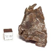 Météorite Sidérite Sikhote-Alin 15184