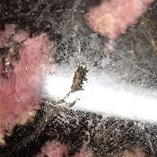 Rhodonite Forme Libre 15676