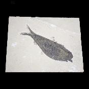Poisson Fossile n°161