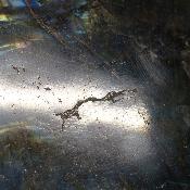 Labradorite Forme Libre 19942