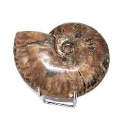 Ammonite Nacrée Entière 20339