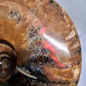 Ammonite Nacrée Entière 20339