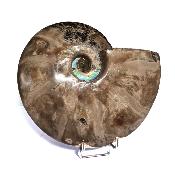 Ammonite Nacrée Entière 20346