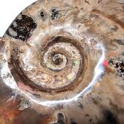 Ammonite Nacrée Entière 20347