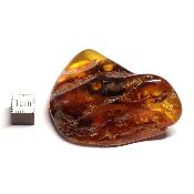 Ambre de la Baltique morceau poli 2035