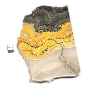 Jaspe Abeille Plaque 2282