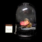 Opale d'Ethiopie Pierre Brute 2303