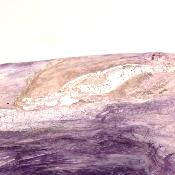 Charoite Tranche 2348