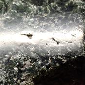 Seraphinite Plaque 2354