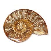 Ammonite sciée 3046