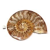 Ammonite sciée 3046