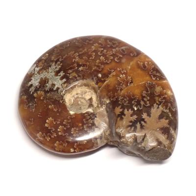 Ammonite