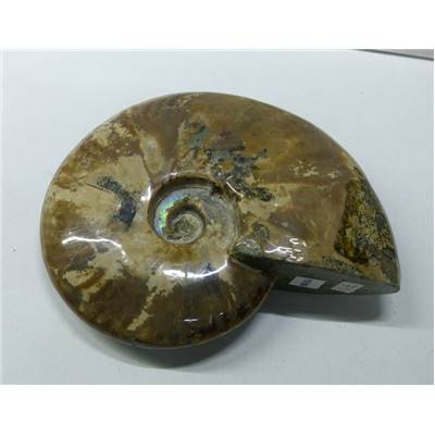 Ammonite Nacrée Entière 10169