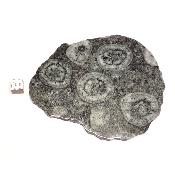Diorite Orbiculaire Plaque 0118