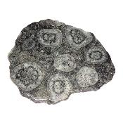 Diorite Orbiculaire Plaque 0118