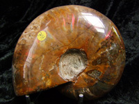 Ammonites Clinoviceras Nacrées Bleue - Numéroté(e)s