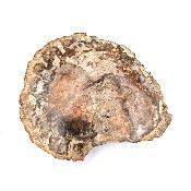 Bois Fossile Plaque 14430