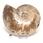 Ammonite Nacrée Entière 0148