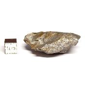 Météorite Sidérite Sikhote-Alin 15181