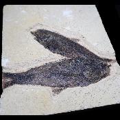Poisson Fossile n°156