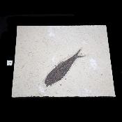 Poisson Fossile n°159