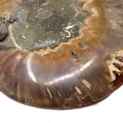 Ammonite sciée 2330