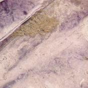 Charoite Tranche 2341