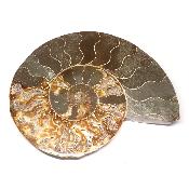 Ammonite sciée 3042
