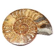 Ammonite sciée 3047