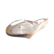 Coquille de Nacre