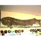 Cladocyclus