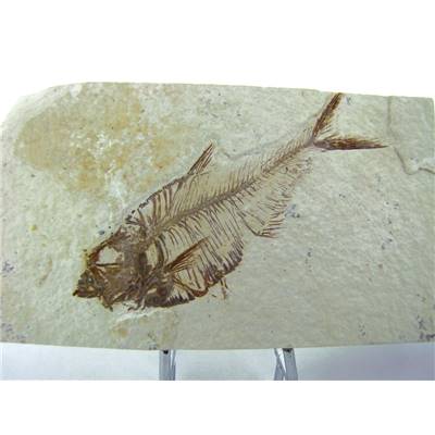 Poisson Fossile Provenance Wyoming