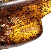Ambre de la Baltique morceau poli n° 05950