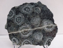 Diorite Orbiculaire Plaque - Numrotes